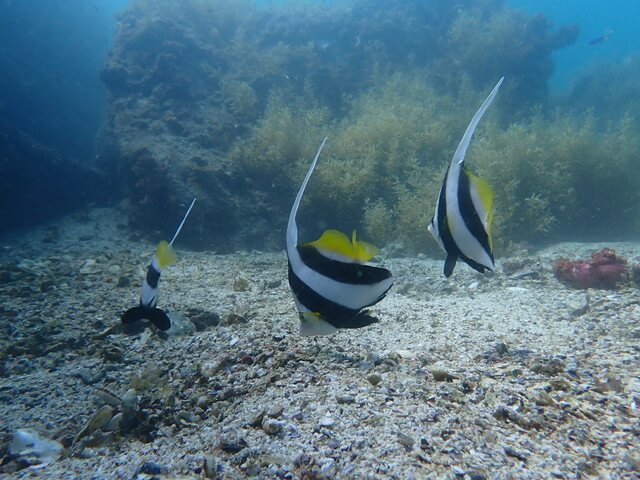 ハタタテダイ
