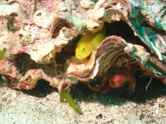 長崎　ミジンベニハゼ