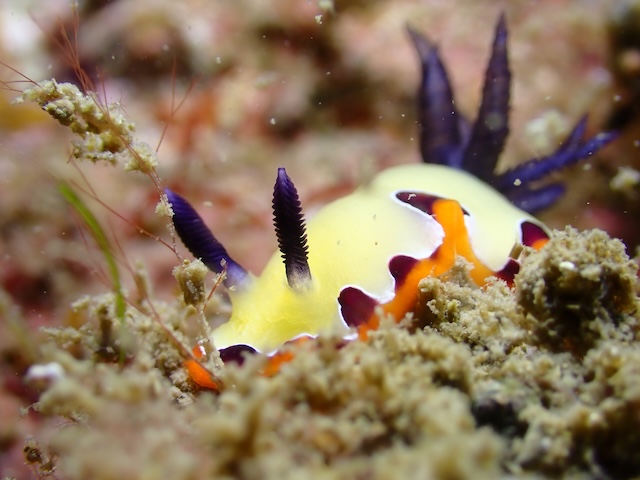 フジナミウミウシ