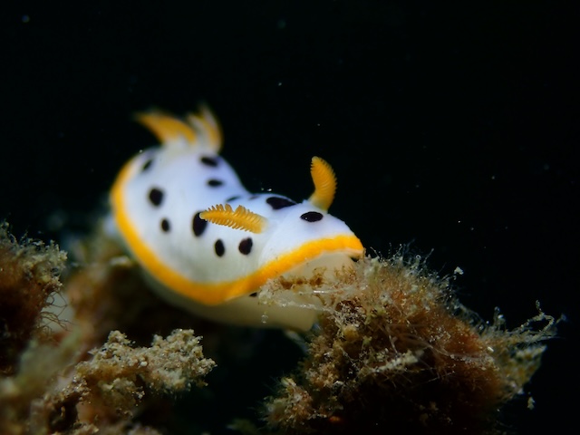 シロウミウシ