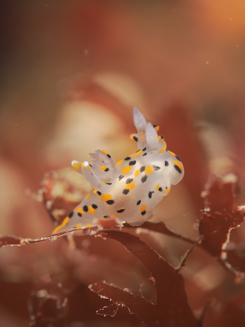 ミズタマウミウシ