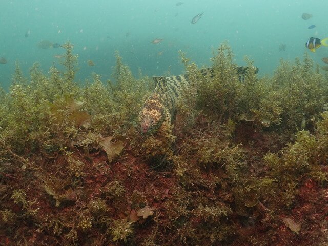 ウツボ