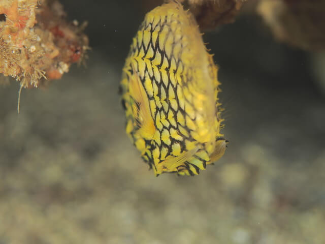 マツカサウオ