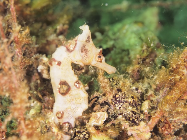 志賀島ダイビングタツノオトシゴ