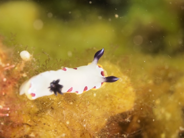 志賀島ダイビングフジナミウミウシ