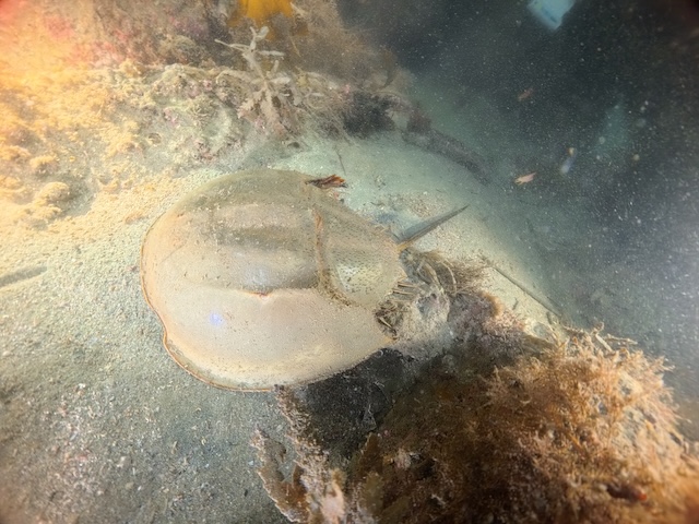 カブトガニ