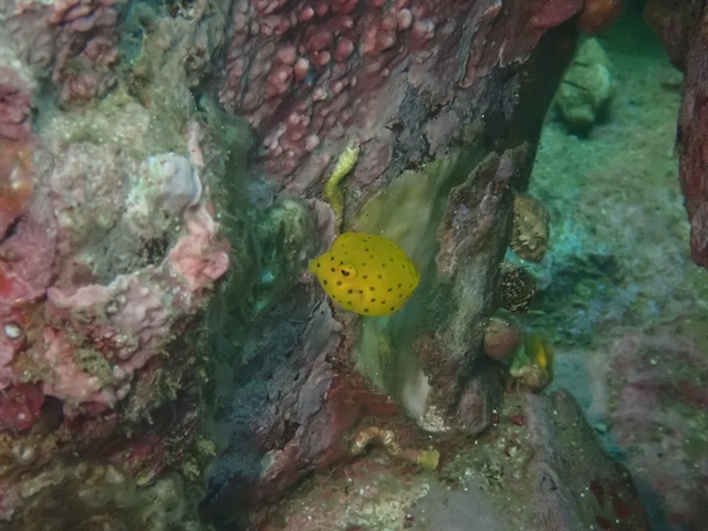 ハコフグの幼魚