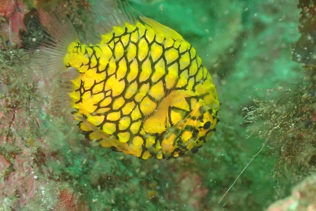 マツカサウオ