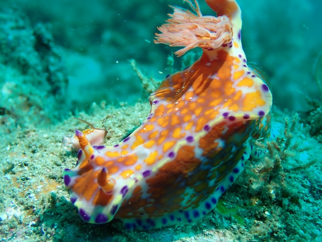 ニシキウミウシ