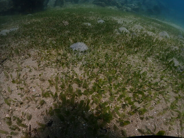 ウミヒルモ