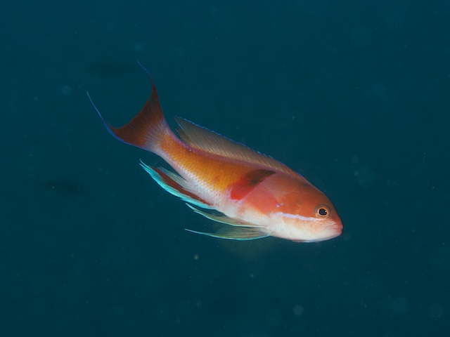 アカオビハナダイ