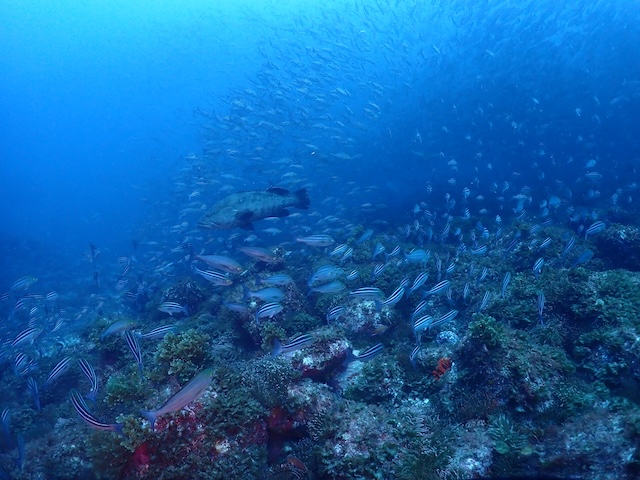 イサキ沖ノ島