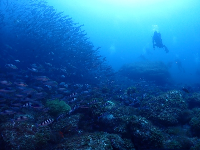 イサキ沖ノ島