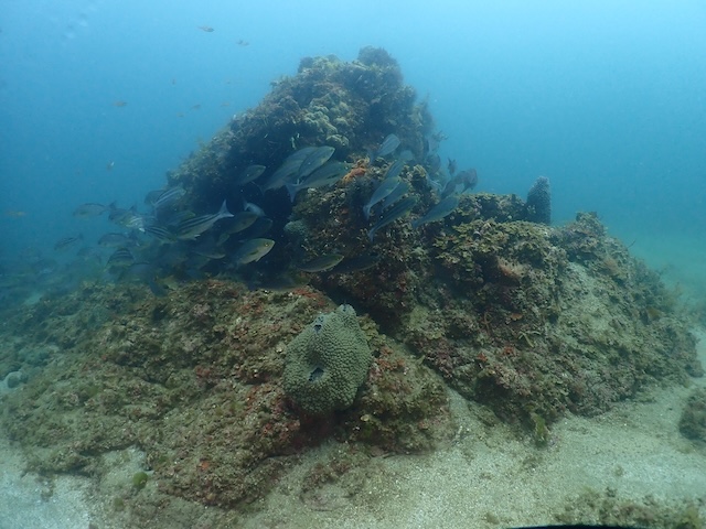 志賀島ダイビングイサキ