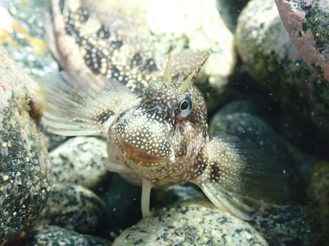 志賀島ダイビングホシギンポ