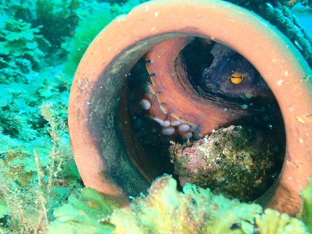 志賀島ダイビングタコ