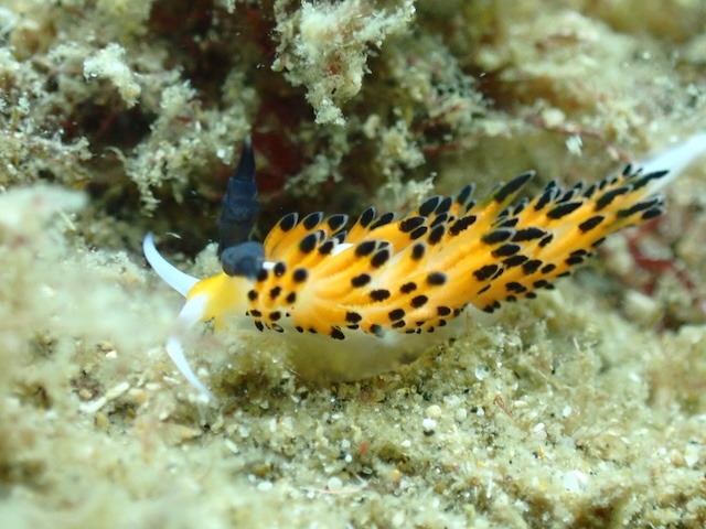ツルガチゴミノウミウシ