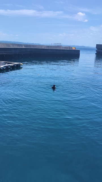 松島