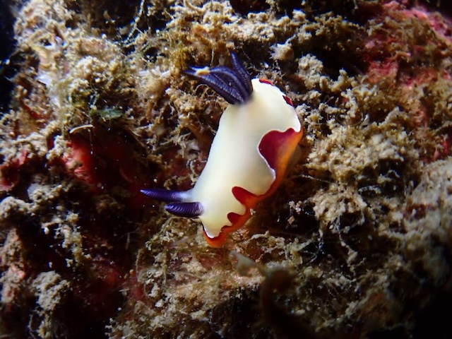 フジナミウミウシ