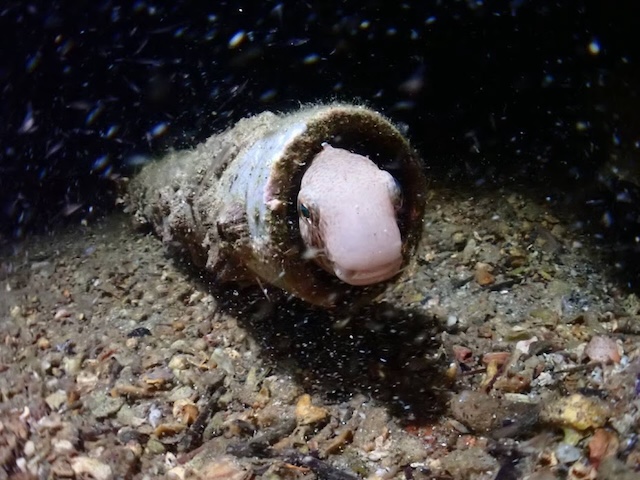 ニジギンポ