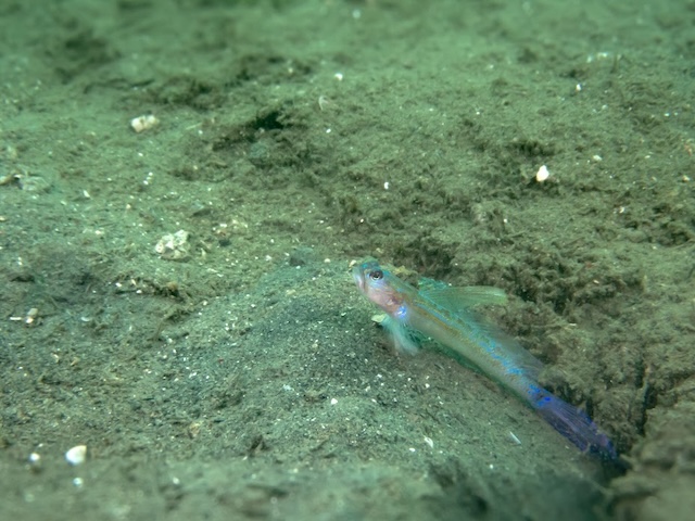 クサハゼ