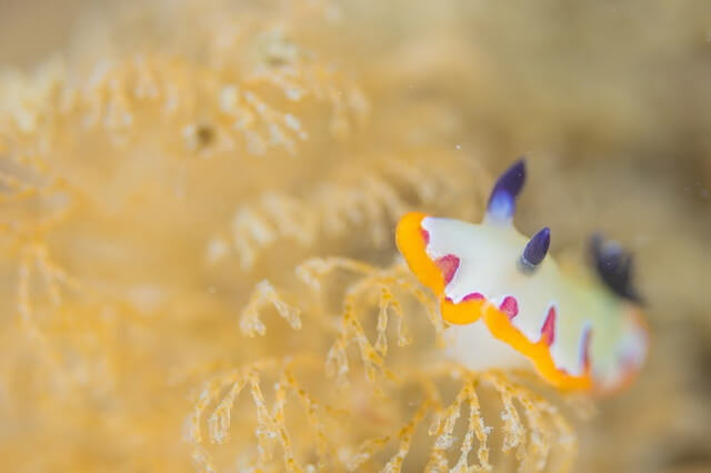 フジナミウミウシ