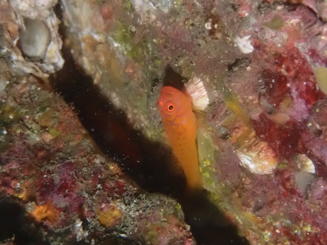 オキナワベニハゼ