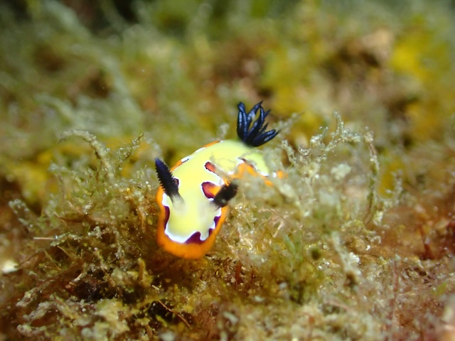 フジナミウミウシ