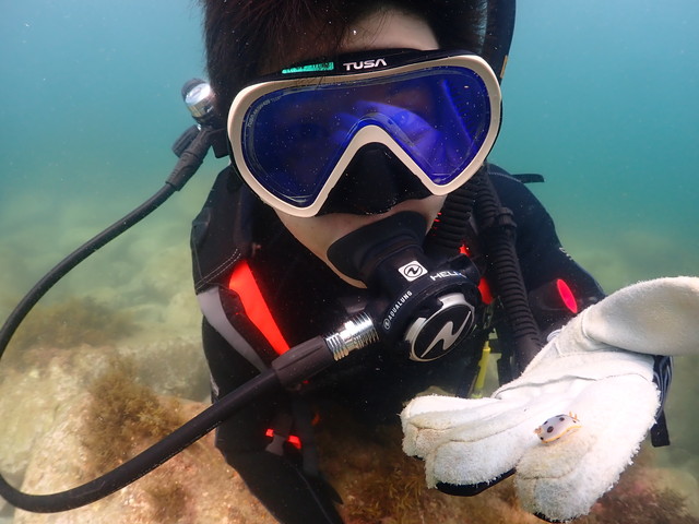 志賀島 ダイビング シロウミウシ