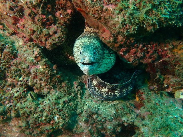 ウツボ