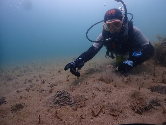 Find Fish