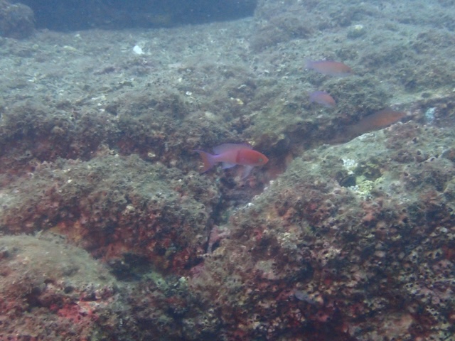 アカオビハナダイ