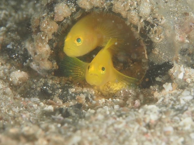 ミジンベニハゼ