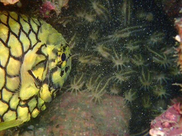マツカサウオ
